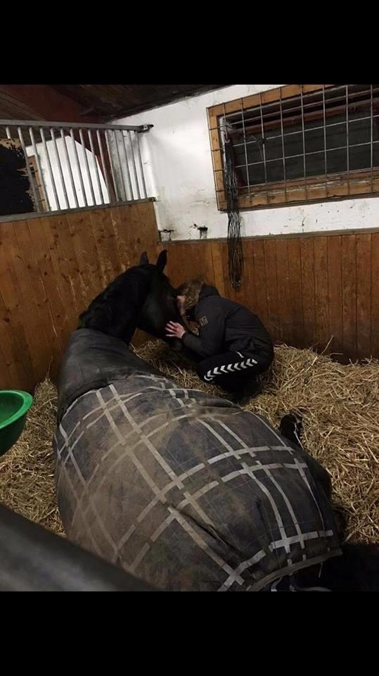 Dansk Varmblod Bjerresmindes Felippa billede 14