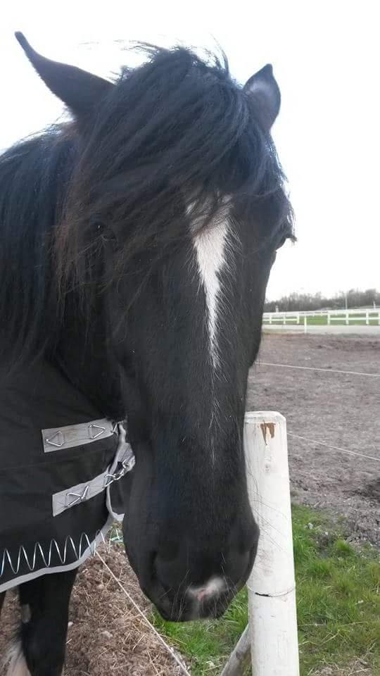 Shire Norcliffe Unique billede 1