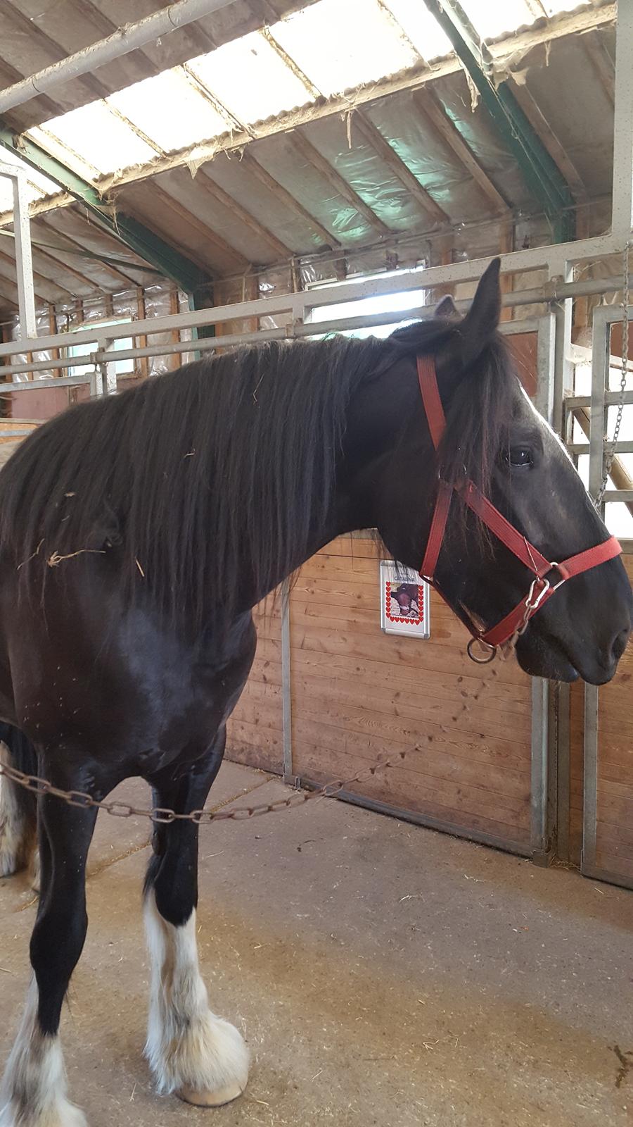 Shire Norcliffe Unique billede 2