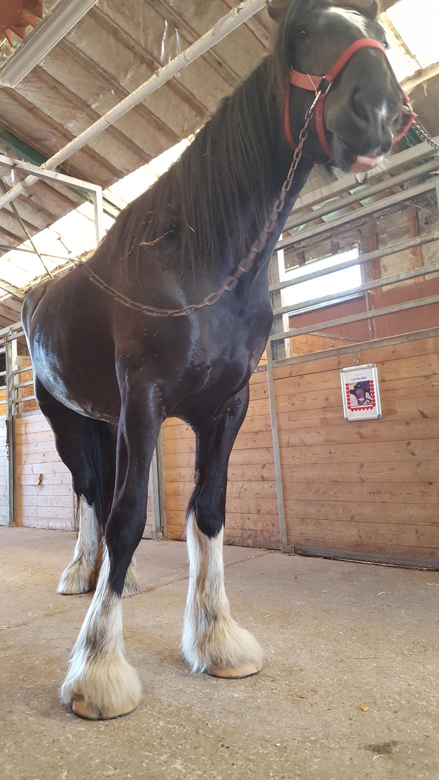 Shire Norcliffe Unique billede 3