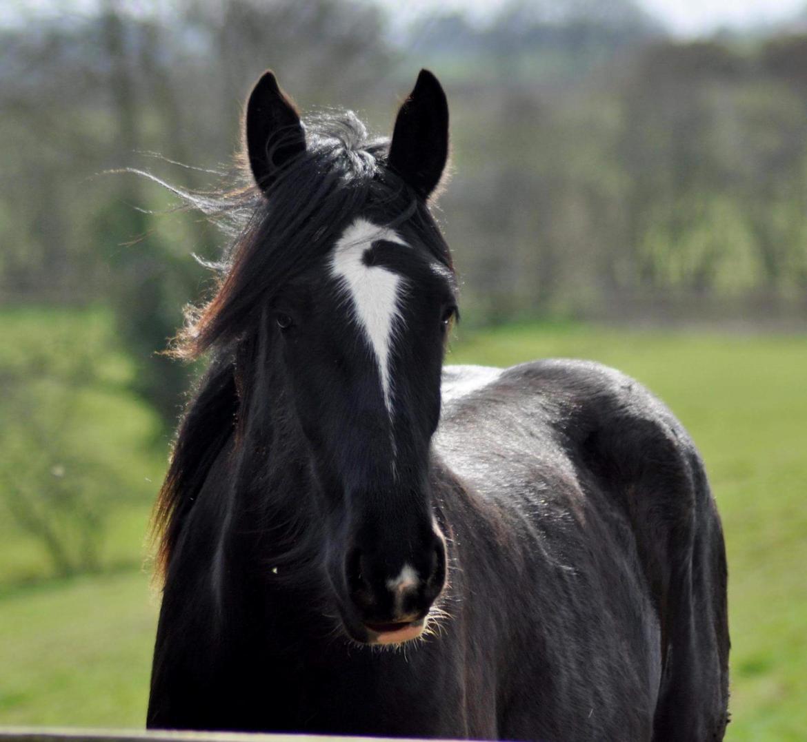 Shire Norcliffe Unique billede 4