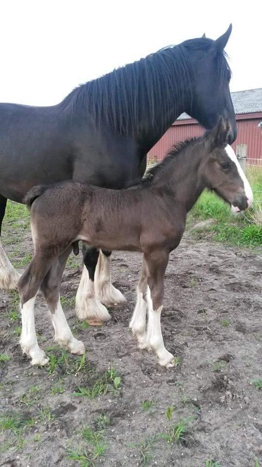 Shire Norcliffe Unique billede 5