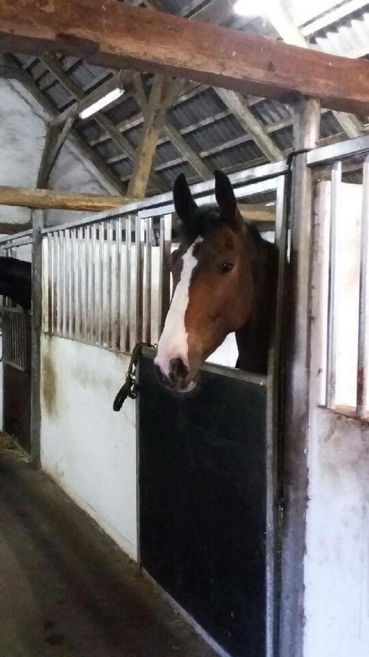 Hannoveraner Cabajera billede 2