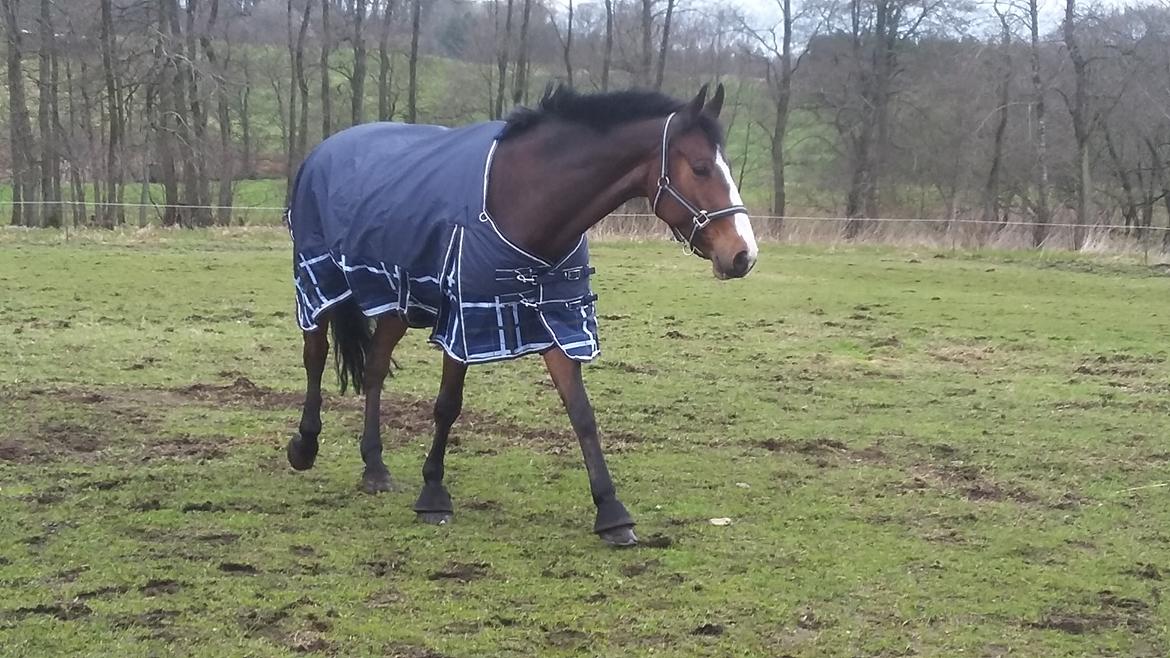 Hannoveraner Cabajera billede 3