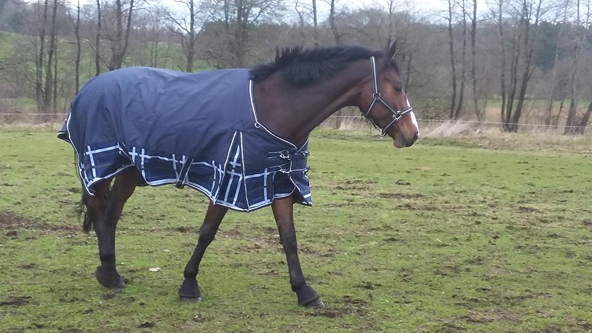 Hannoveraner Cabajera billede 4