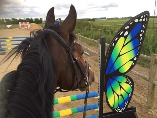 Hannoveraner Cabajera billede 5