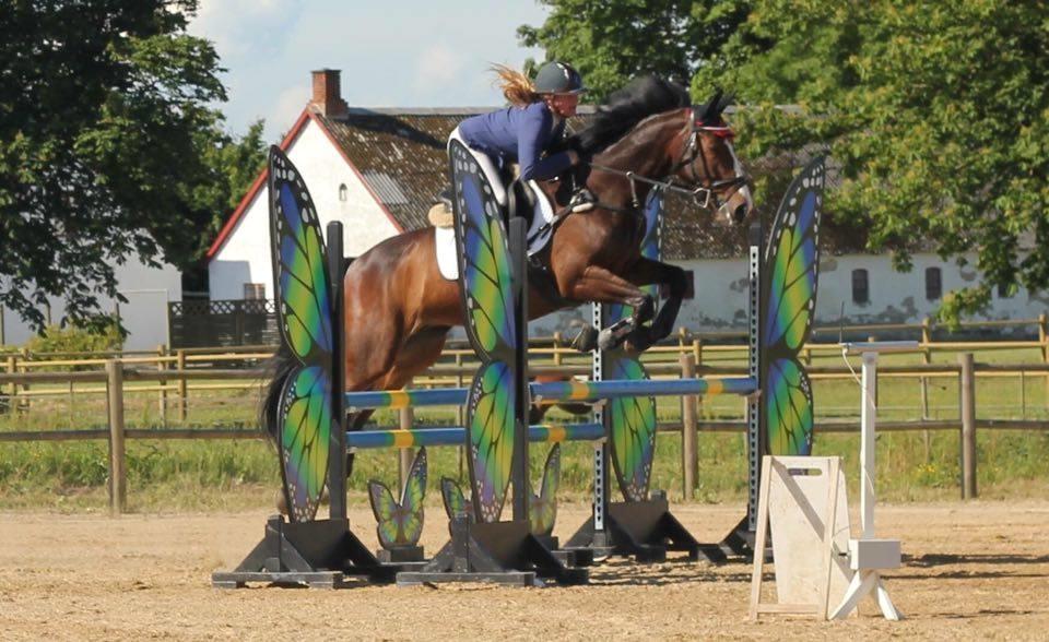 Hannoveraner Cabajera billede 8