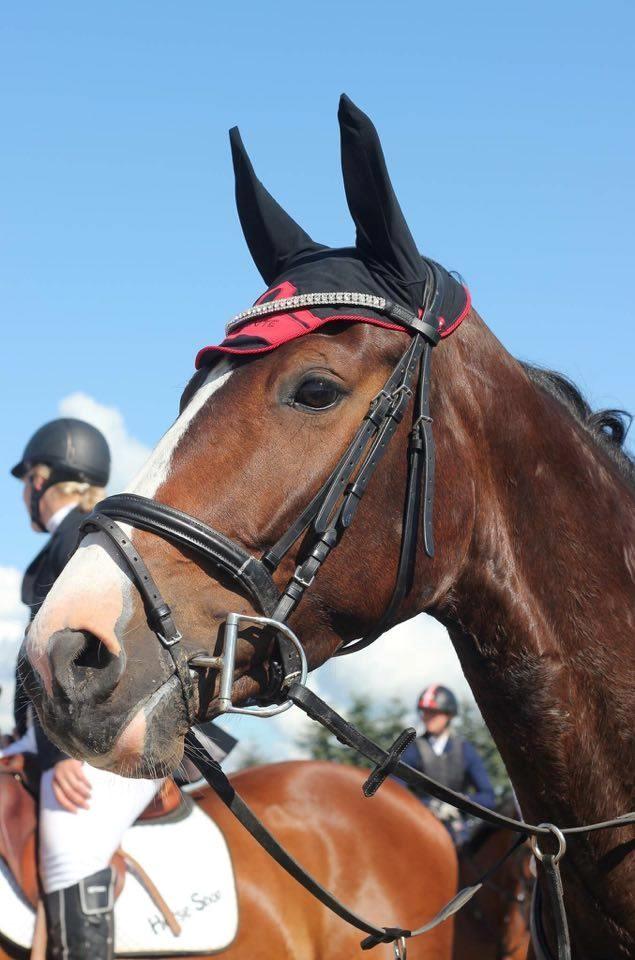 Hannoveraner Cabajera billede 9