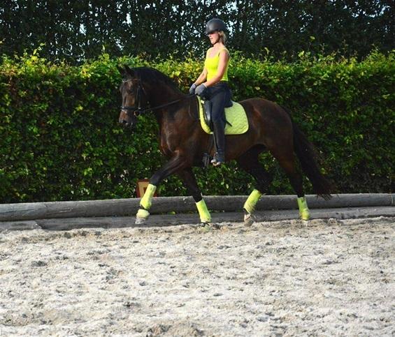 Dansk Varmblod Bjerresmindes Felippa billede 11