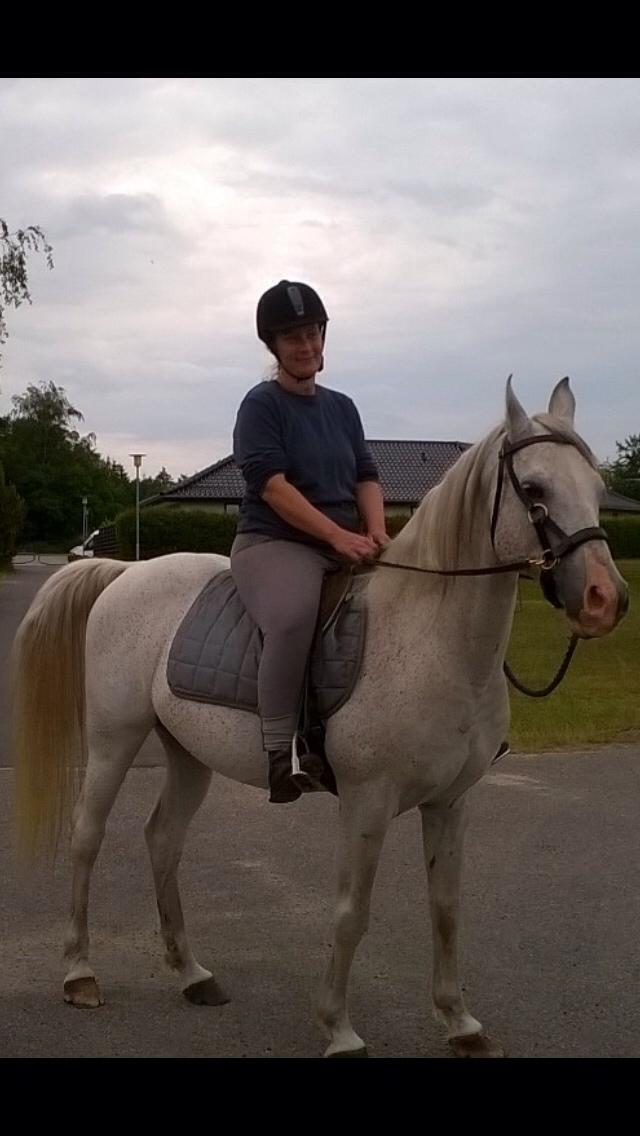 Arabisk fuldblod (OX) Silviars Benjamin CA fri billede 33