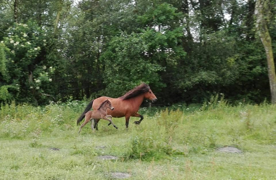 Islænder Draumey fra Stutteri Gypsie billede 1