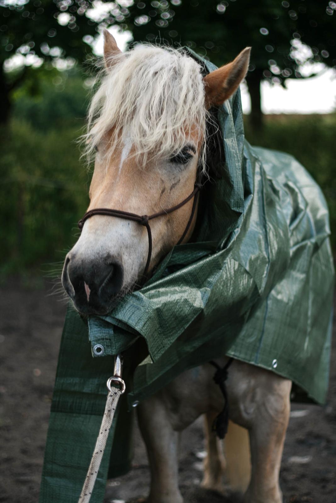 Tyroler Haflinger Waikato billede 7