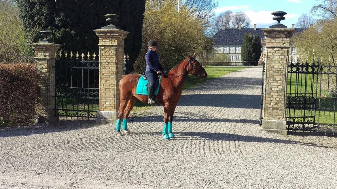 Traver Cæcar billede 3