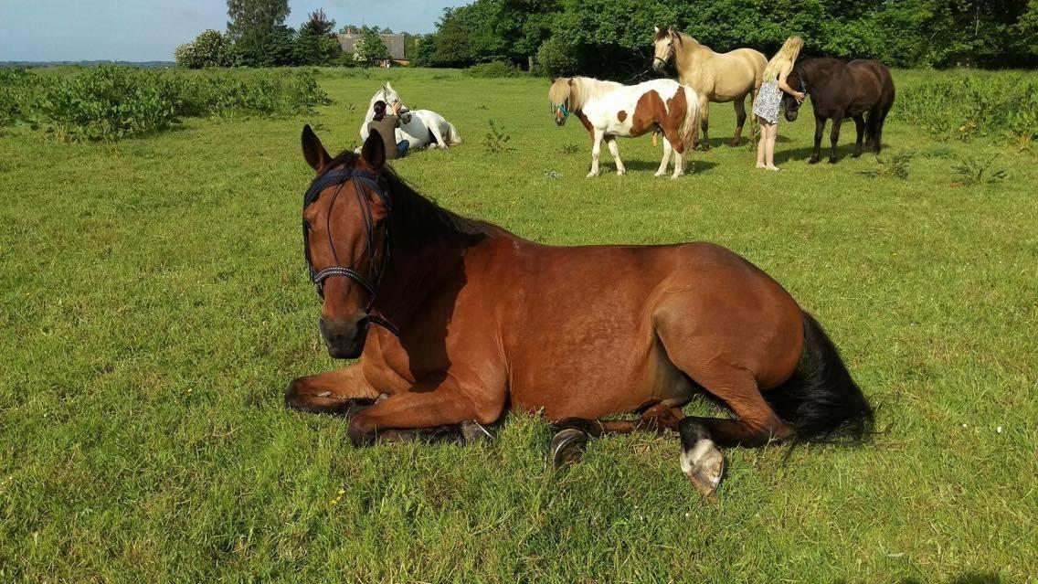 Traver Cæcar billede 5