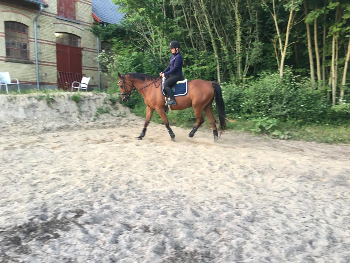 Traver Cæcar billede 12