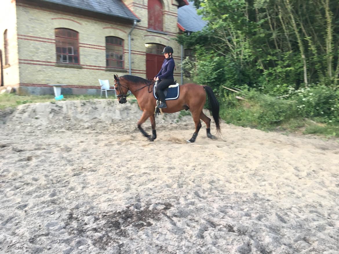 Traver Cæcar billede 13