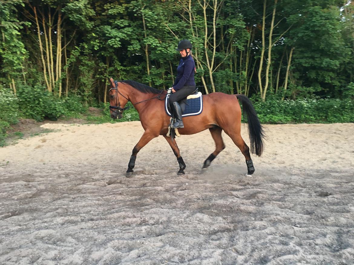 Traver Cæcar billede 14