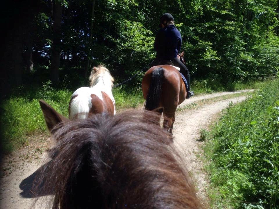 Traver Cæcar billede 16