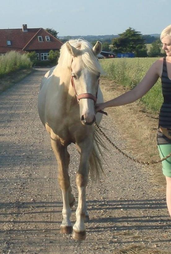 Palomino Luna (SOLGT) billede 7