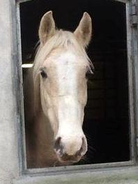 Palomino Luna (SOLGT) billede 9