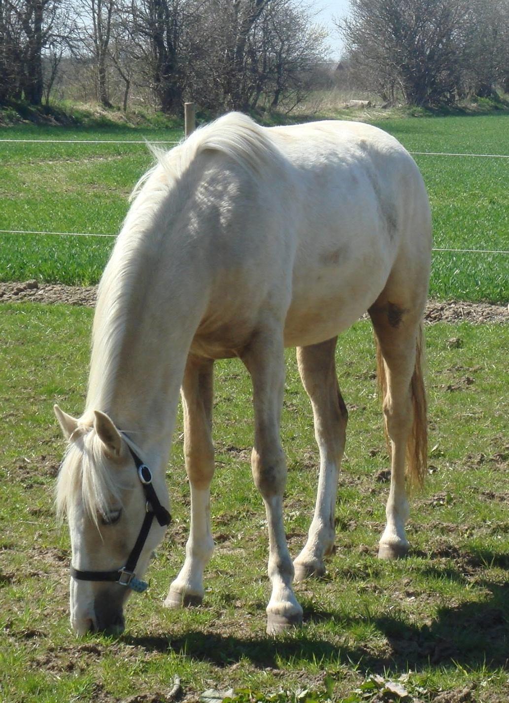 Palomino Luna (SOLGT) billede 8