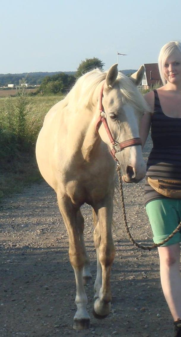 Palomino Luna (SOLGT) billede 1