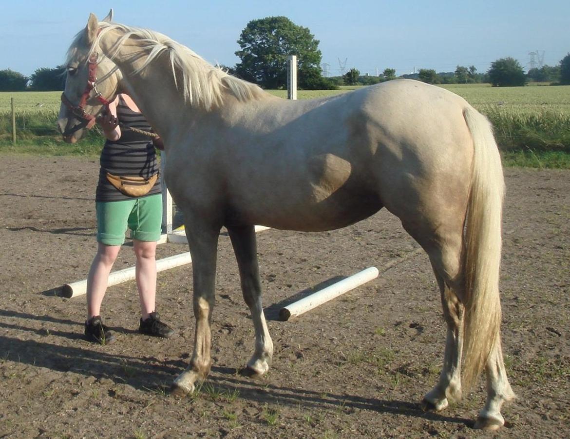 Palomino Luna (SOLGT) billede 12