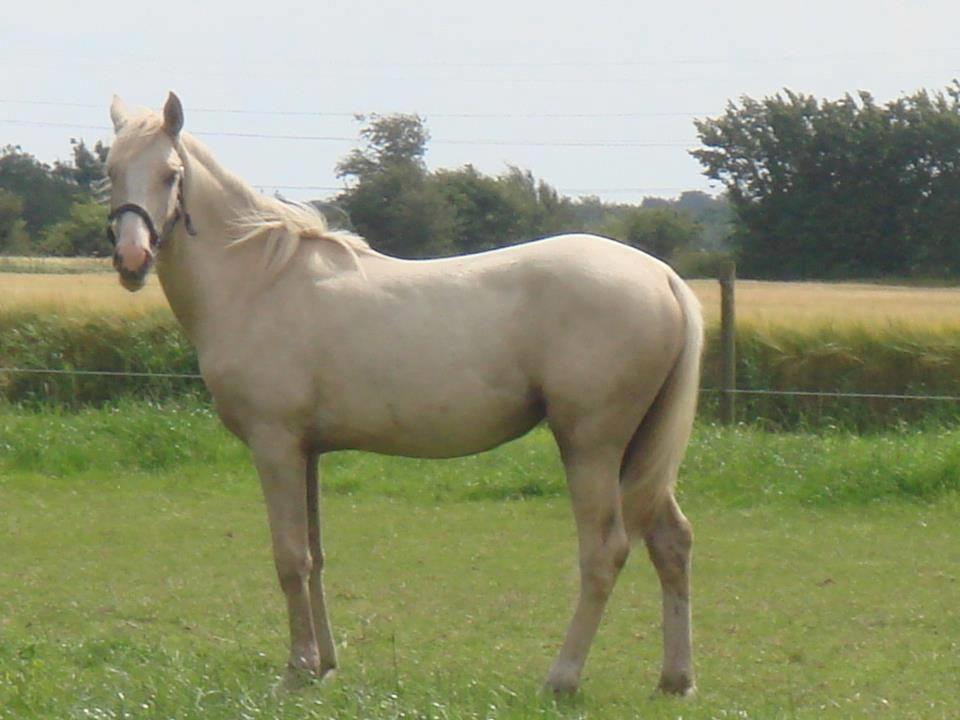 Palomino Luna (SOLGT) billede 14