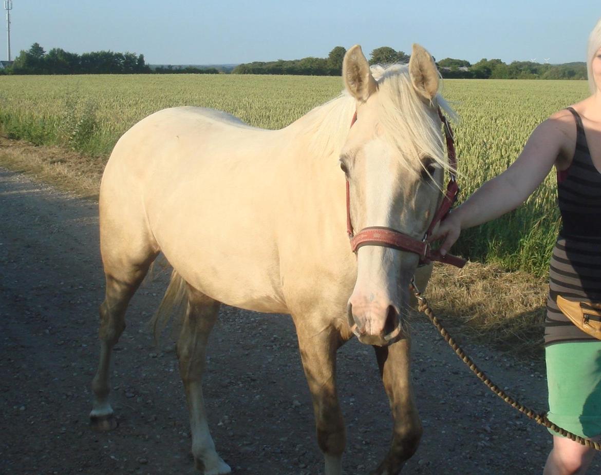 Palomino Luna (SOLGT) billede 15