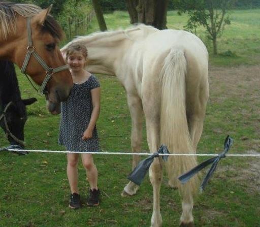 Palomino Luna (SOLGT) billede 11