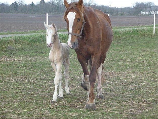 Palomino Luna (SOLGT) billede 17