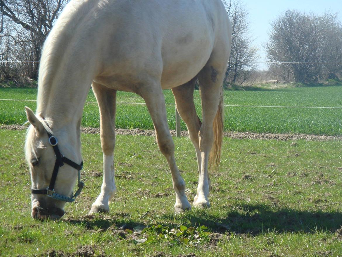 Palomino Luna (SOLGT) billede 18