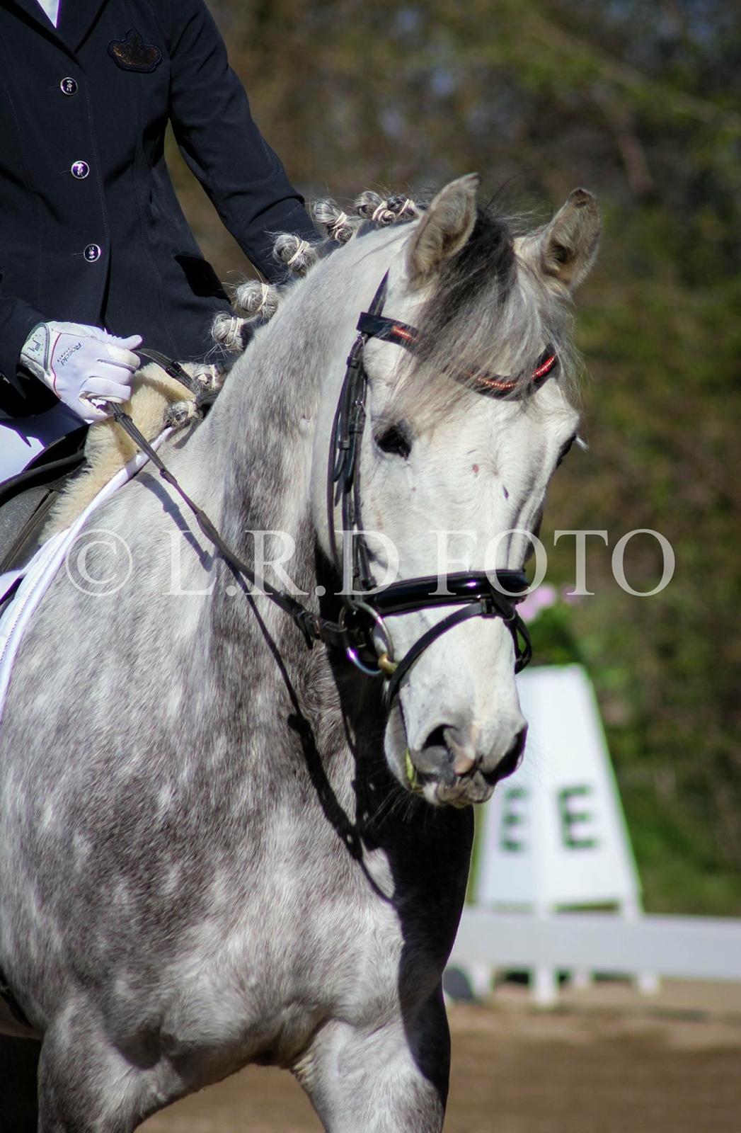 DSP Starhorse Charleston billede 5