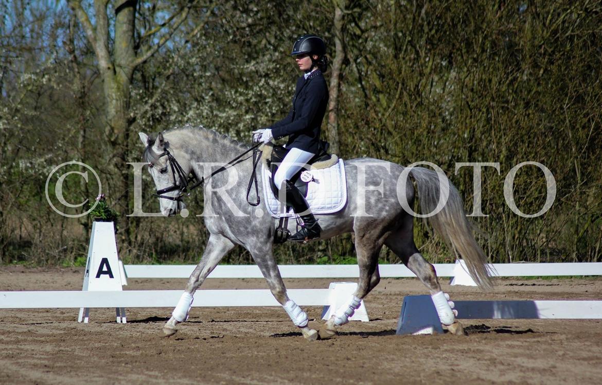 DSP Starhorse Charleston billede 2
