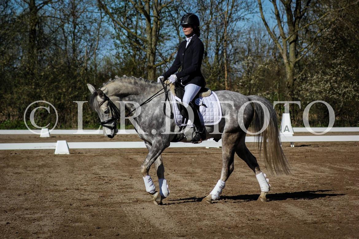 DSP Starhorse Charleston billede 4