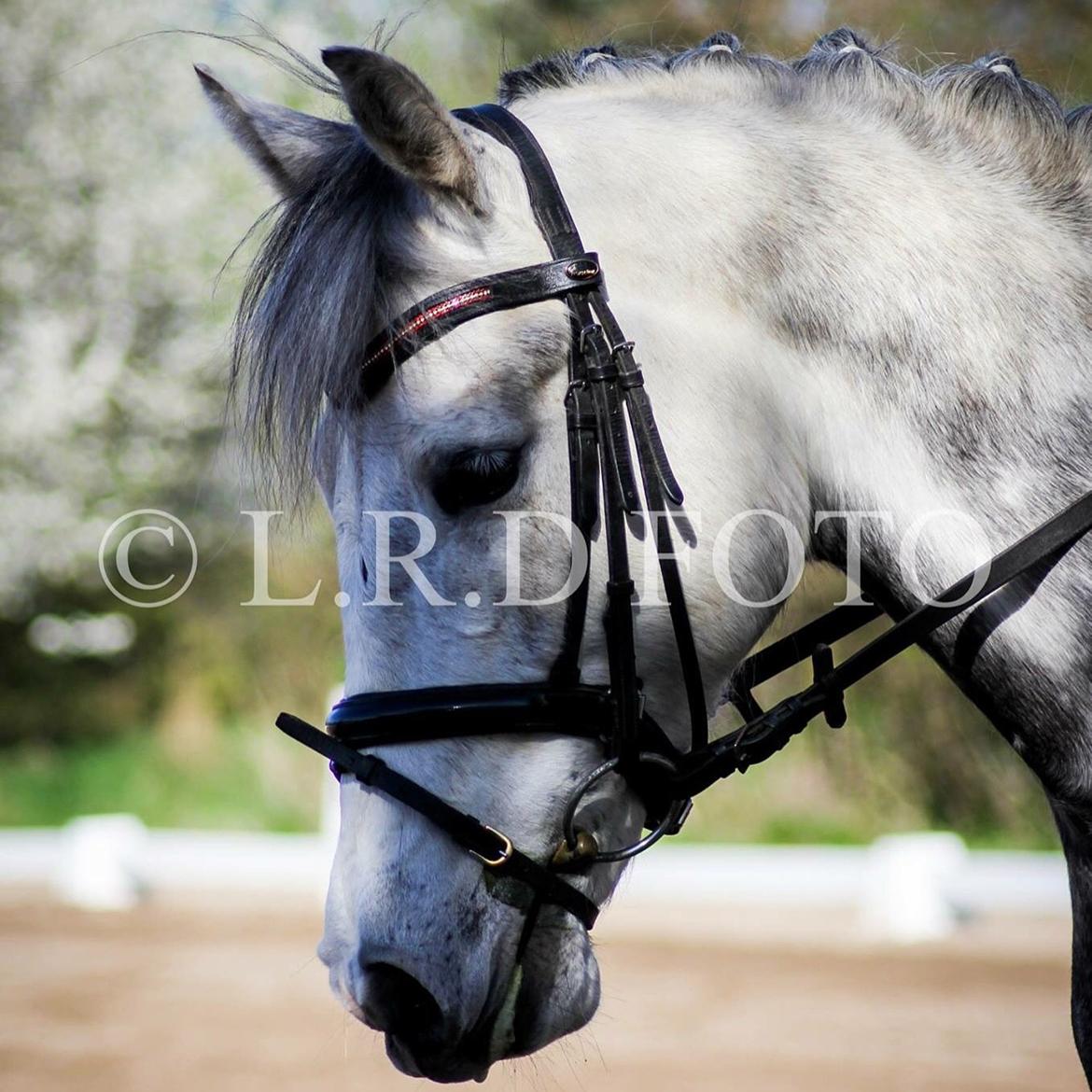 DSP Starhorse Charleston billede 1