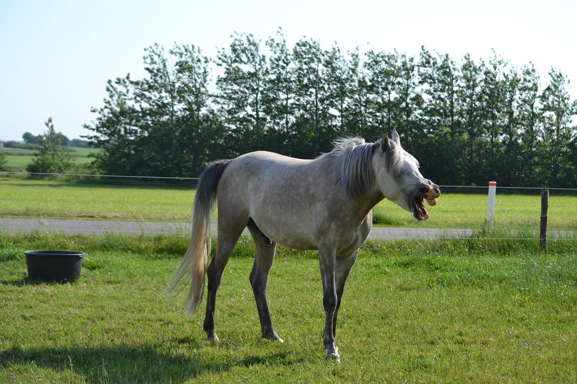 Arabisk fuldblod (OX) Jalil nahkitah ox billede 5