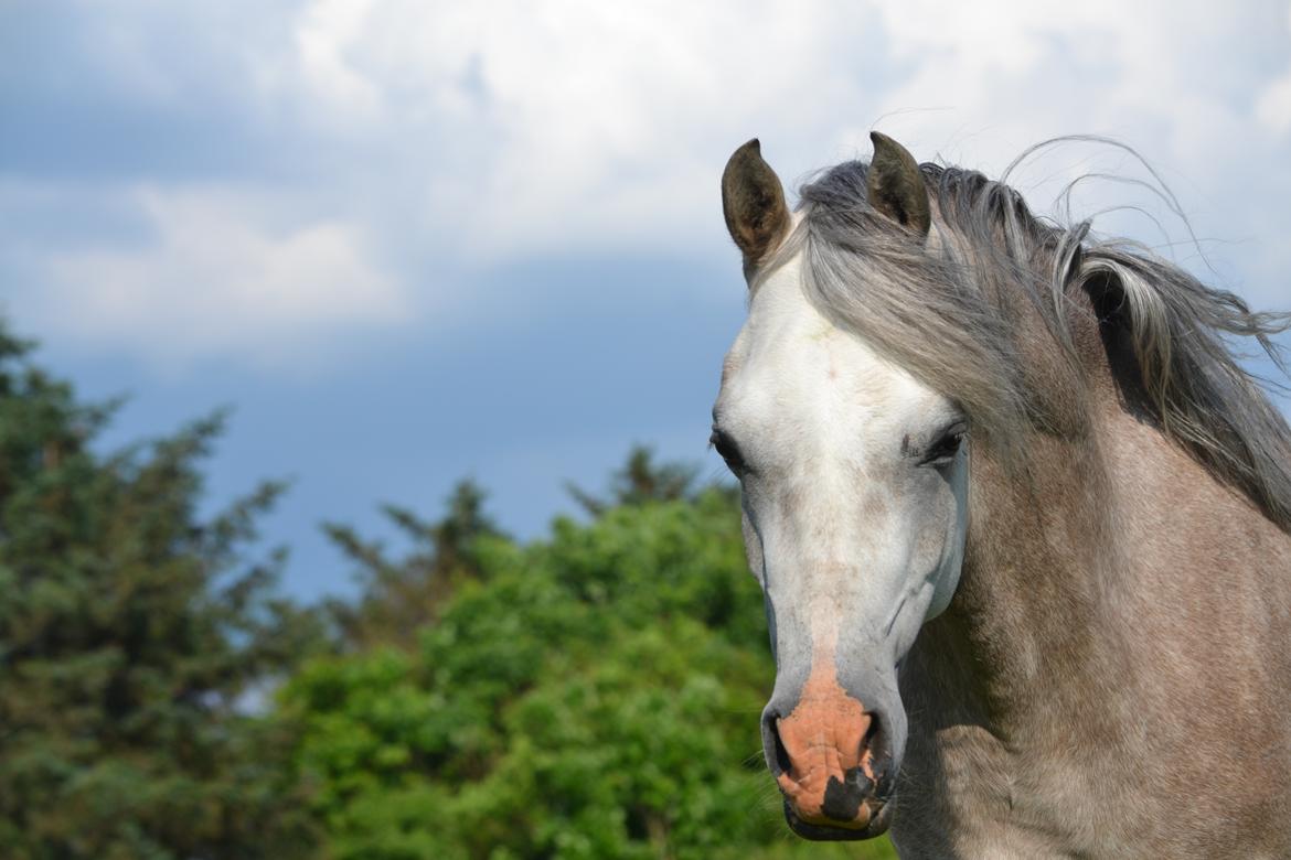 Arabisk fuldblod (OX) Jalil nahkitah ox billede 4