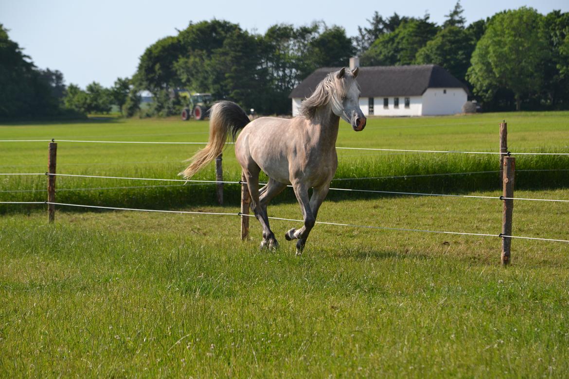 Arabisk fuldblod (OX) Jalil nahkitah ox billede 8