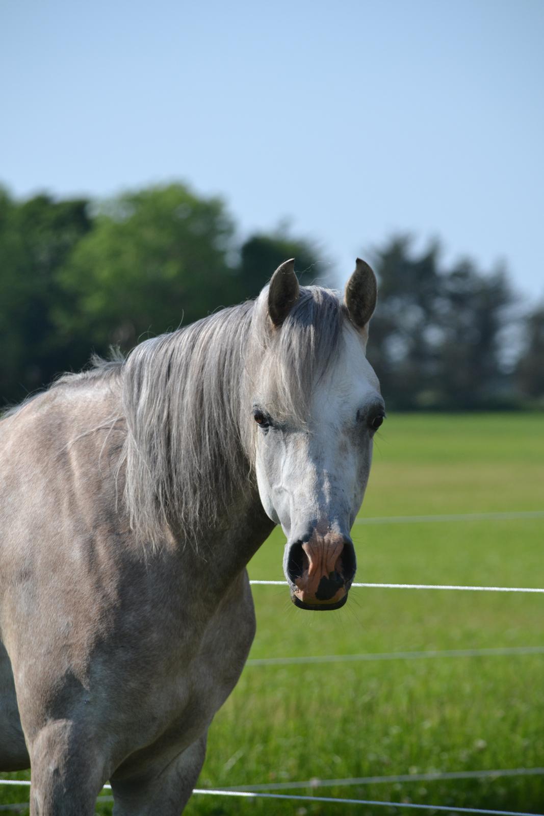 Arabisk fuldblod (OX) Jalil nahkitah ox billede 6