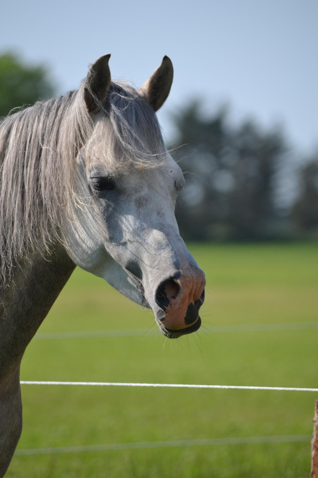 Arabisk fuldblod (OX) Jalil nahkitah ox billede 9