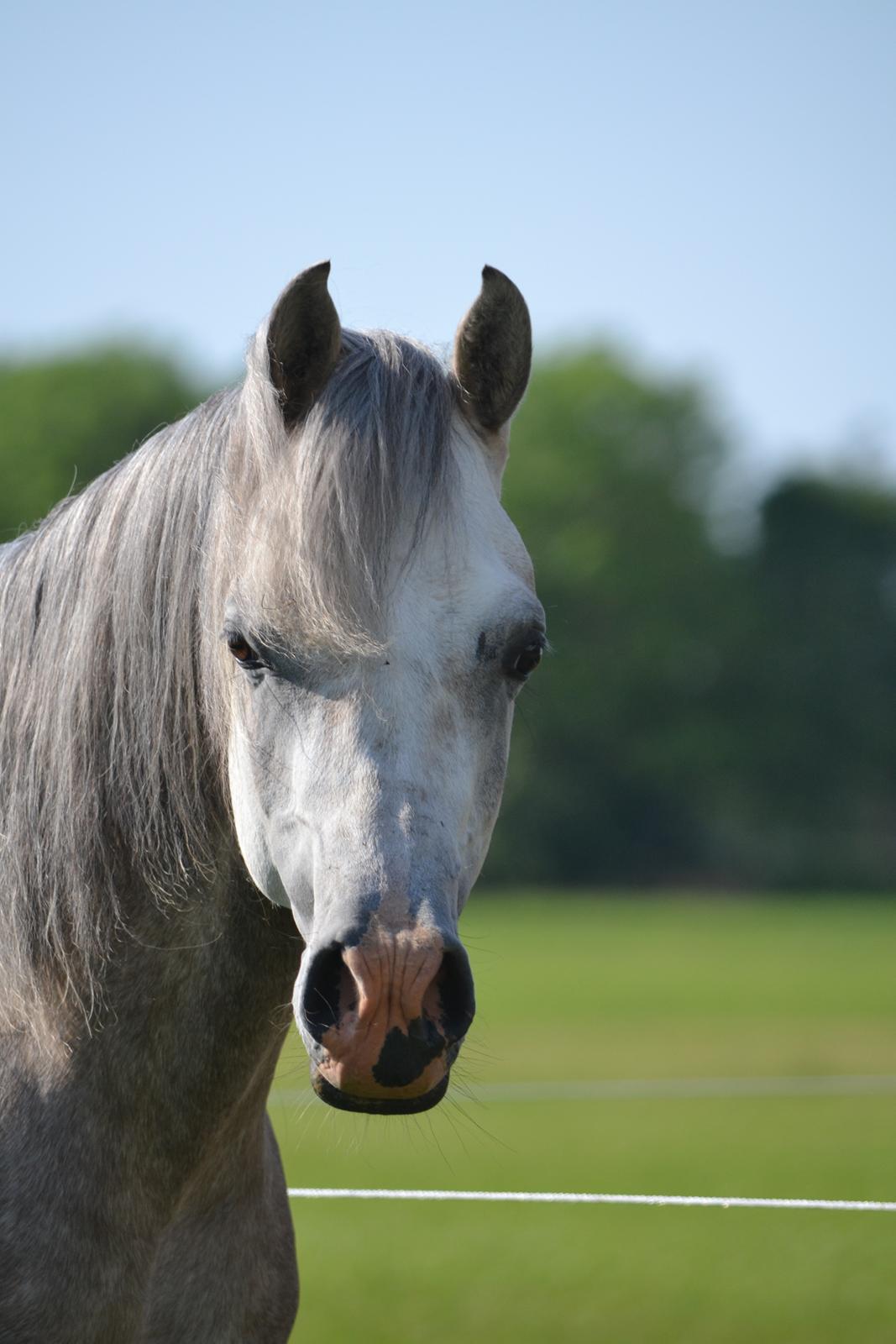 Arabisk fuldblod (OX) Jalil nahkitah ox billede 7