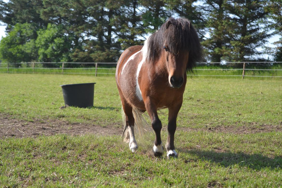 Shetlænder Alma billede 2