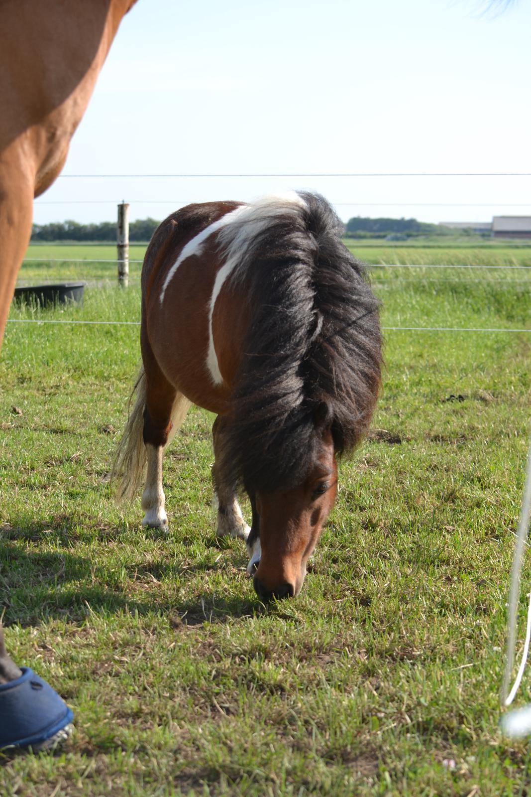 Shetlænder Alma billede 3