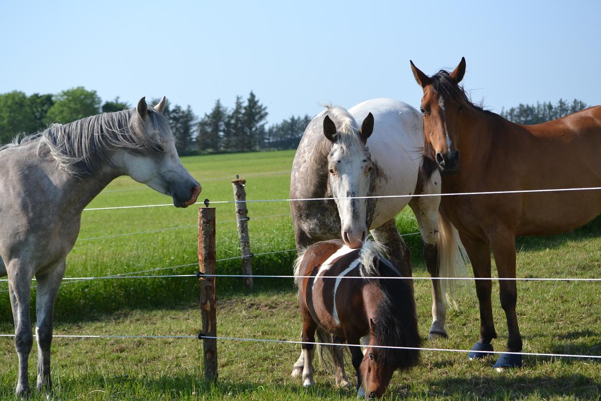 Shetlænder Alma billede 4