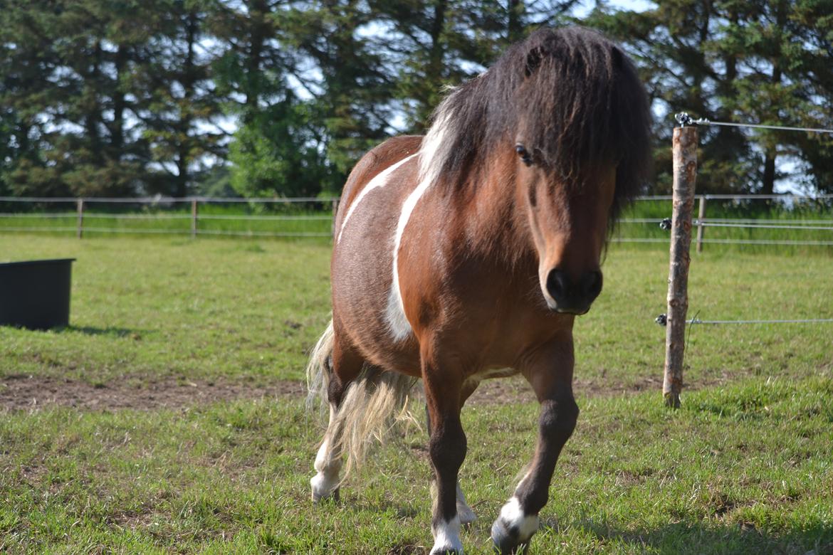 Shetlænder Alma billede 5