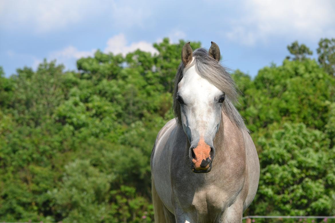 Arabisk fuldblod (OX) Jalil nahkitah ox billede 1