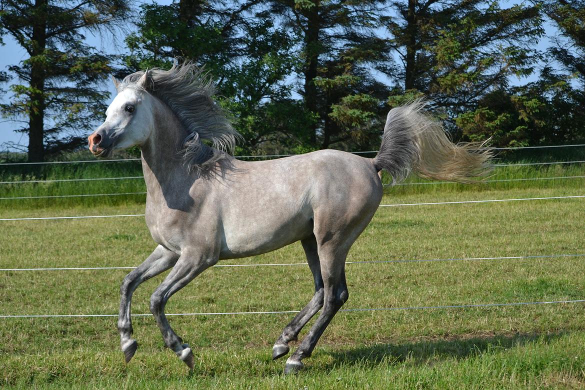 Arabisk fuldblod (OX) Jalil nahkitah ox billede 2