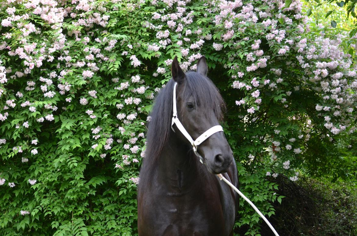 Anden særlig race BLACK DANCER billede 17