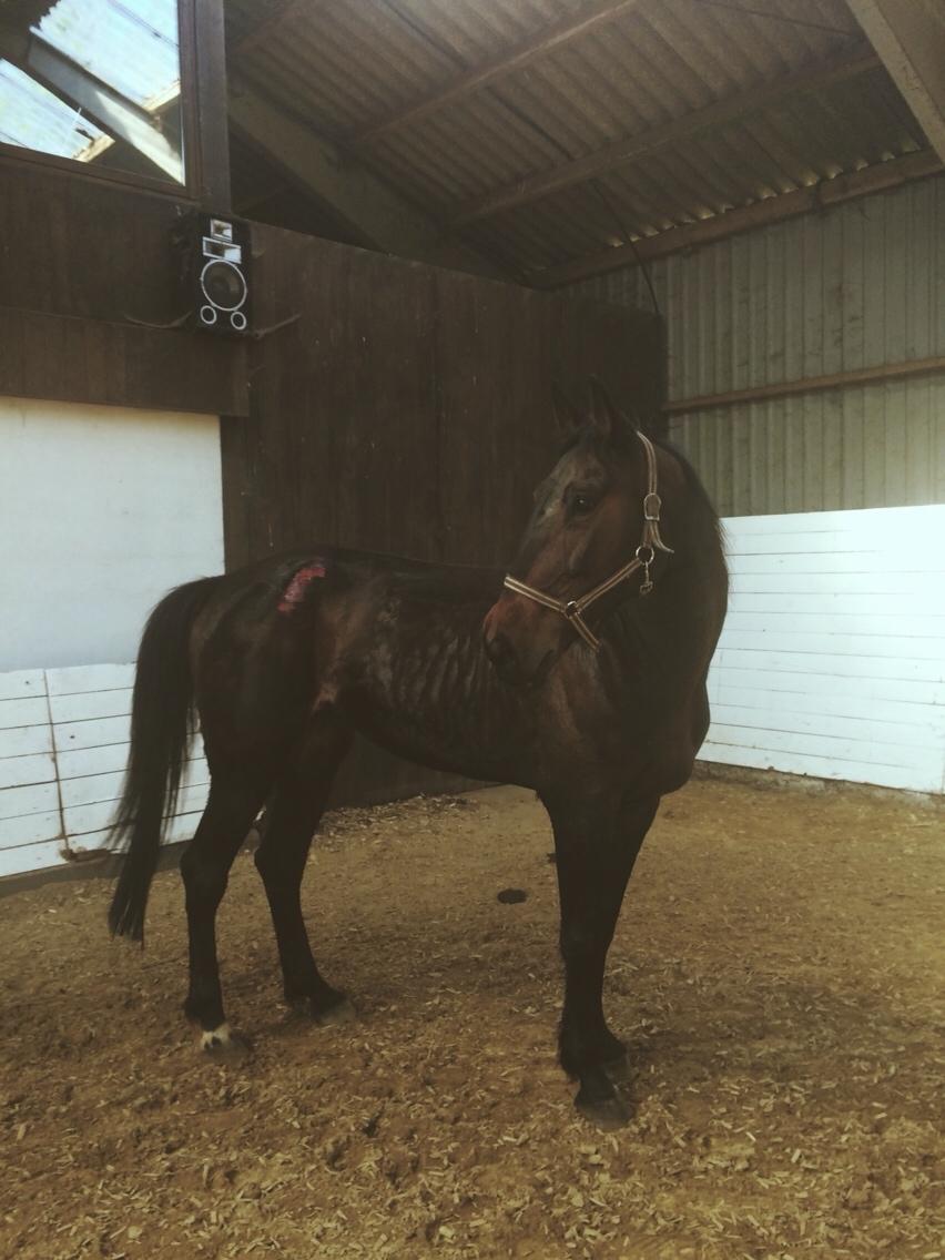 Traver Havanna Sisu (pusle) billede 8